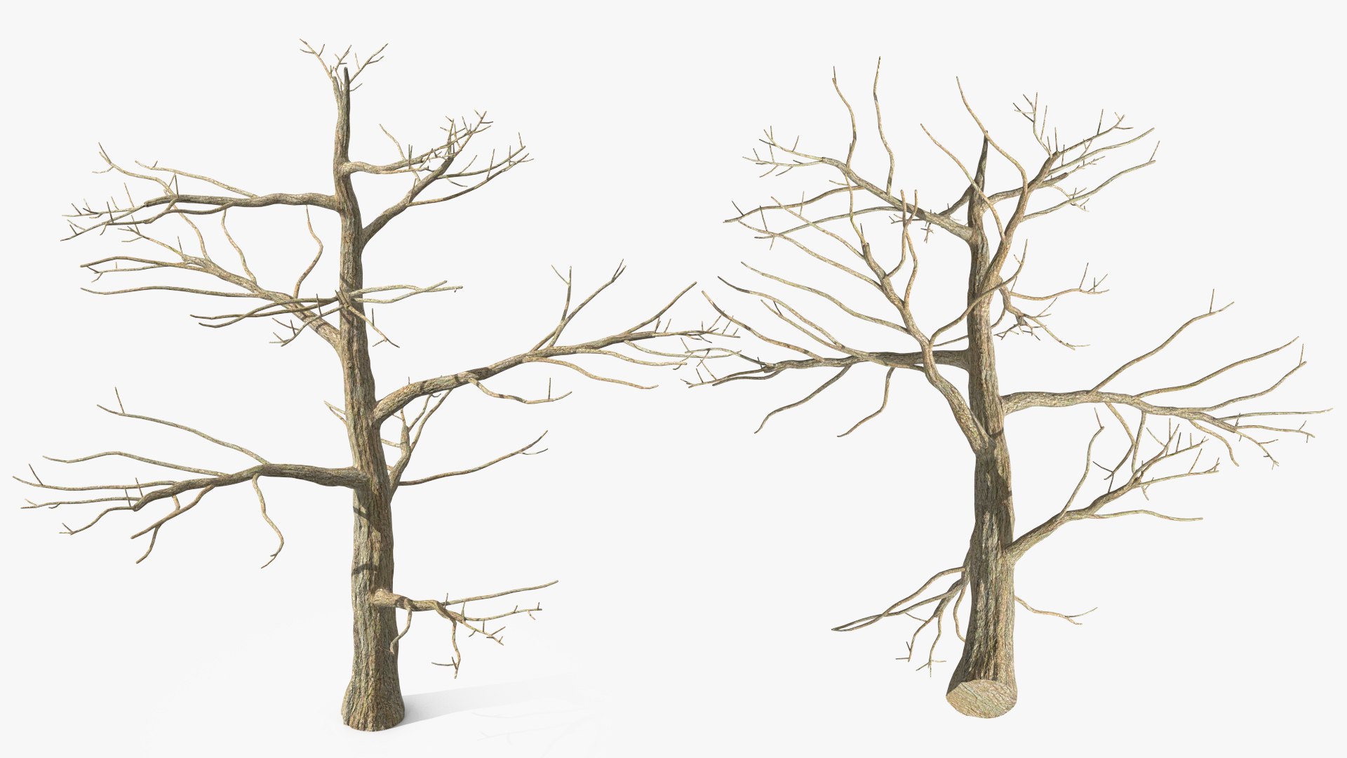 Podocarpus Trunk 3D model https://p.turbosquid.com/ts-thumb/fG/YrT7XC/4p/podocarpustrunkc4dmodel006/jpg/1632164010/1920x1080/fit_q87/78c377c5f255a91d482a3839da9e9e15666e15af/podocarpustrunkc4dmodel006.jpg