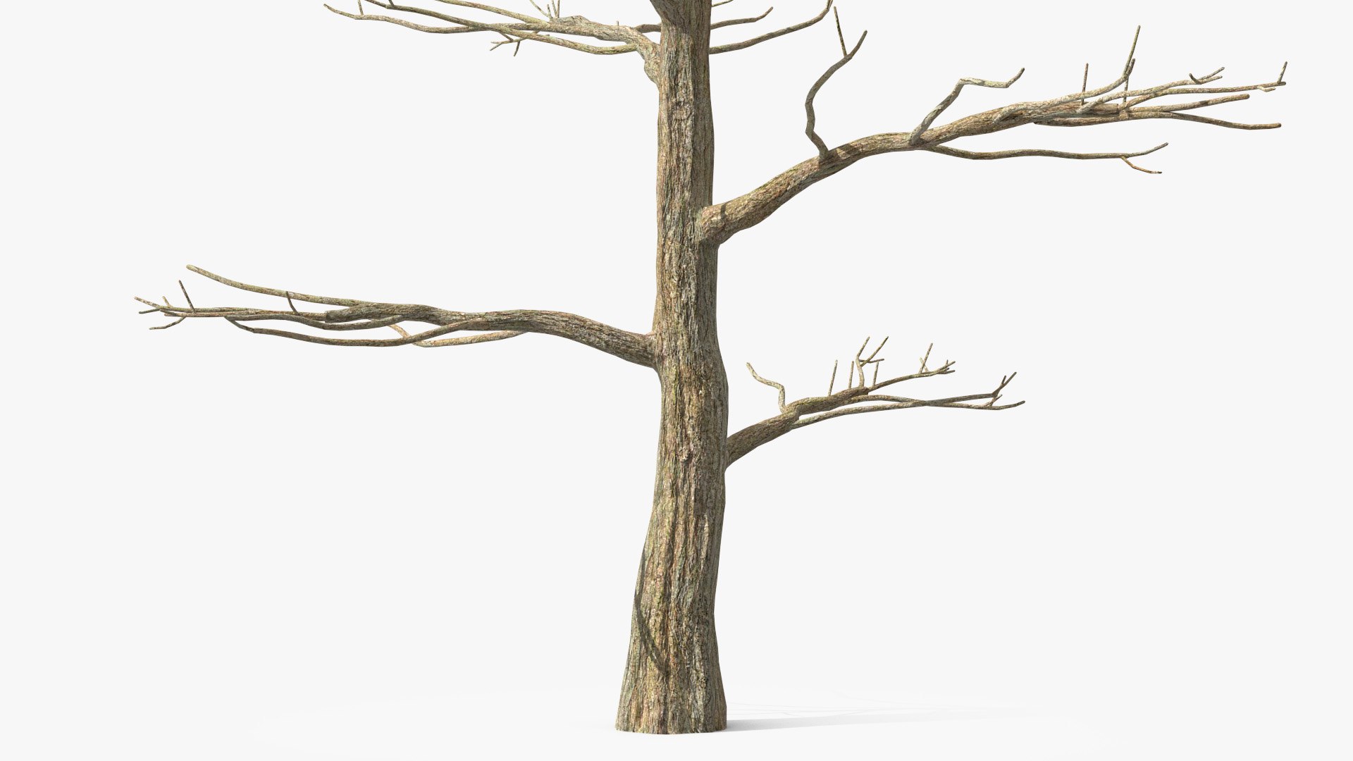 Podocarpus Trunk 3D model https://p.turbosquid.com/ts-thumb/fG/YrT7XC/ES/podocarpustrunkc4dmodel010/jpg/1632164022/1920x1080/fit_q87/1af970fe475d6d92ab9402e629bb3db0b70c22aa/podocarpustrunkc4dmodel010.jpg