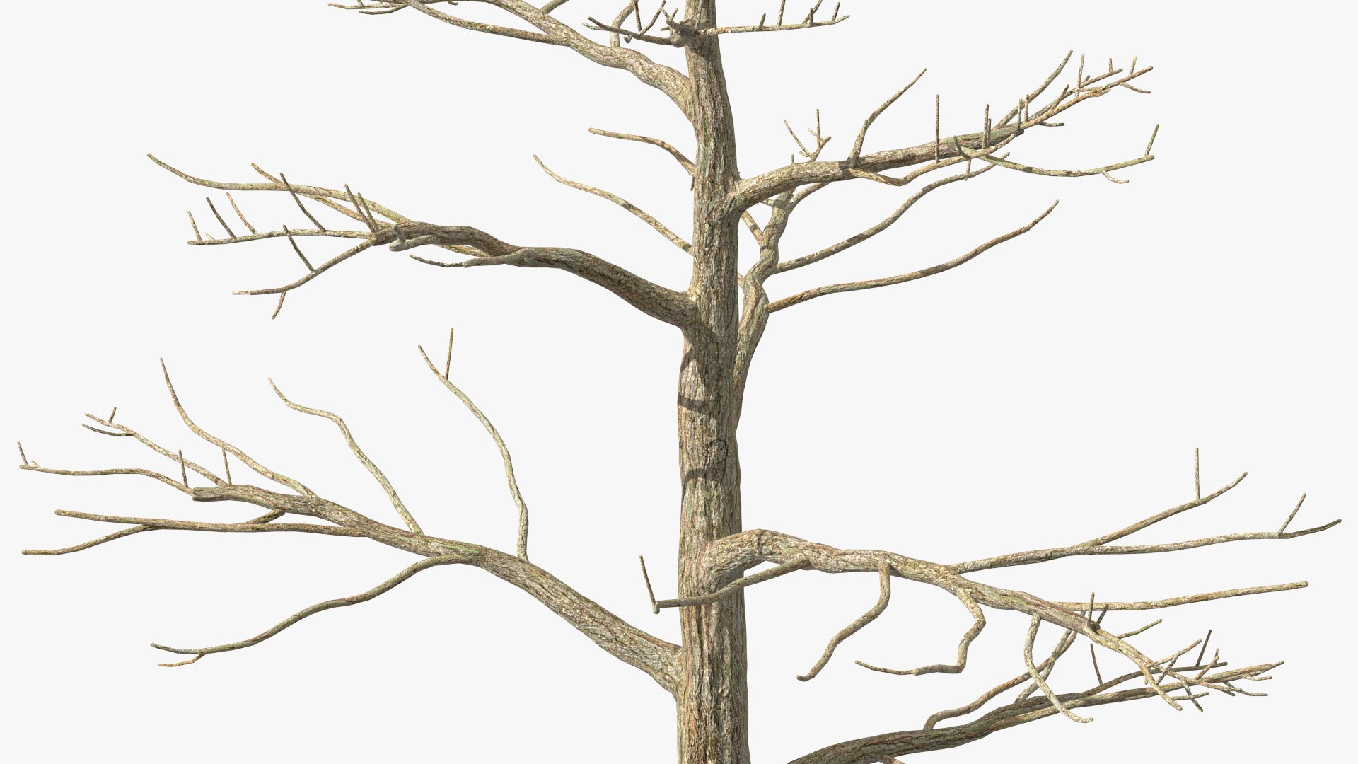 Podocarpus Trunk 3D model https://p.turbosquid.com/ts-thumb/fG/YrT7XC/FB/podocarpustrunkc4dmodel011/jpg/1632164024/1920x1080/fit_q87/343063cf2d52440d0fabc1742bd4762f425fecc1/podocarpustrunkc4dmodel011.jpg