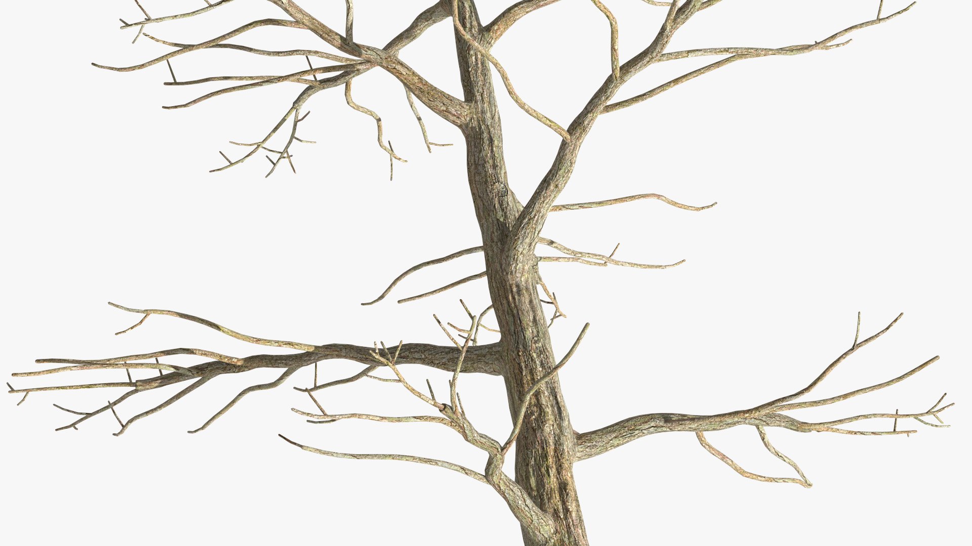 Podocarpus Trunk 3D model https://p.turbosquid.com/ts-thumb/fG/YrT7XC/GA/podocarpustrunkc4dmodel012/jpg/1632164027/1920x1080/fit_q87/a1fdca9c0dbdaba6b92ba2918eb664ead0e30bf1/podocarpustrunkc4dmodel012.jpg