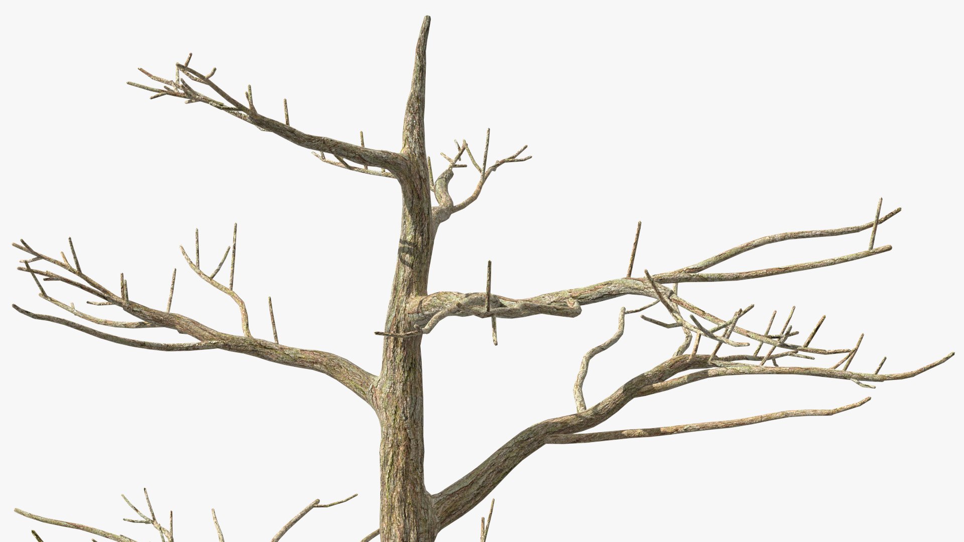 Podocarpus Trunk 3D model https://p.turbosquid.com/ts-thumb/fG/YrT7XC/Hh/podocarpustrunkc4dmodel008/jpg/1632164017/1920x1080/fit_q87/438520e87fe689edc9b6765b6b3f32bbcfdffa85/podocarpustrunkc4dmodel008.jpg