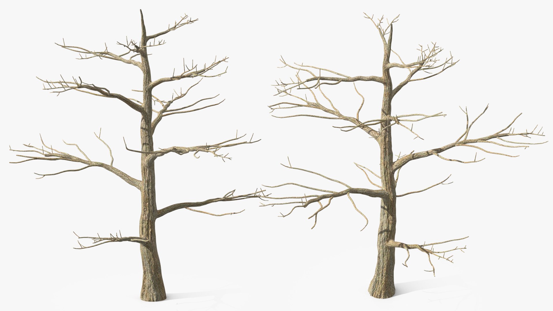 Podocarpus Trunk 3D model preview