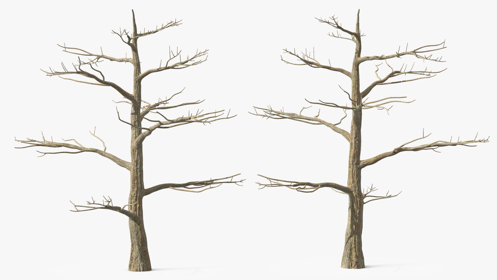 Podocarpus Trunk 3D model https://p.turbosquid.com/ts-thumb/fG/YrT7XC/ZL/podocarpustrunkc4dmodel007/jpg/1632164013/1920x1080/fit_q87/a705600d56977ad139705f9799007bf29277ec54/podocarpustrunkc4dmodel007.jpg
