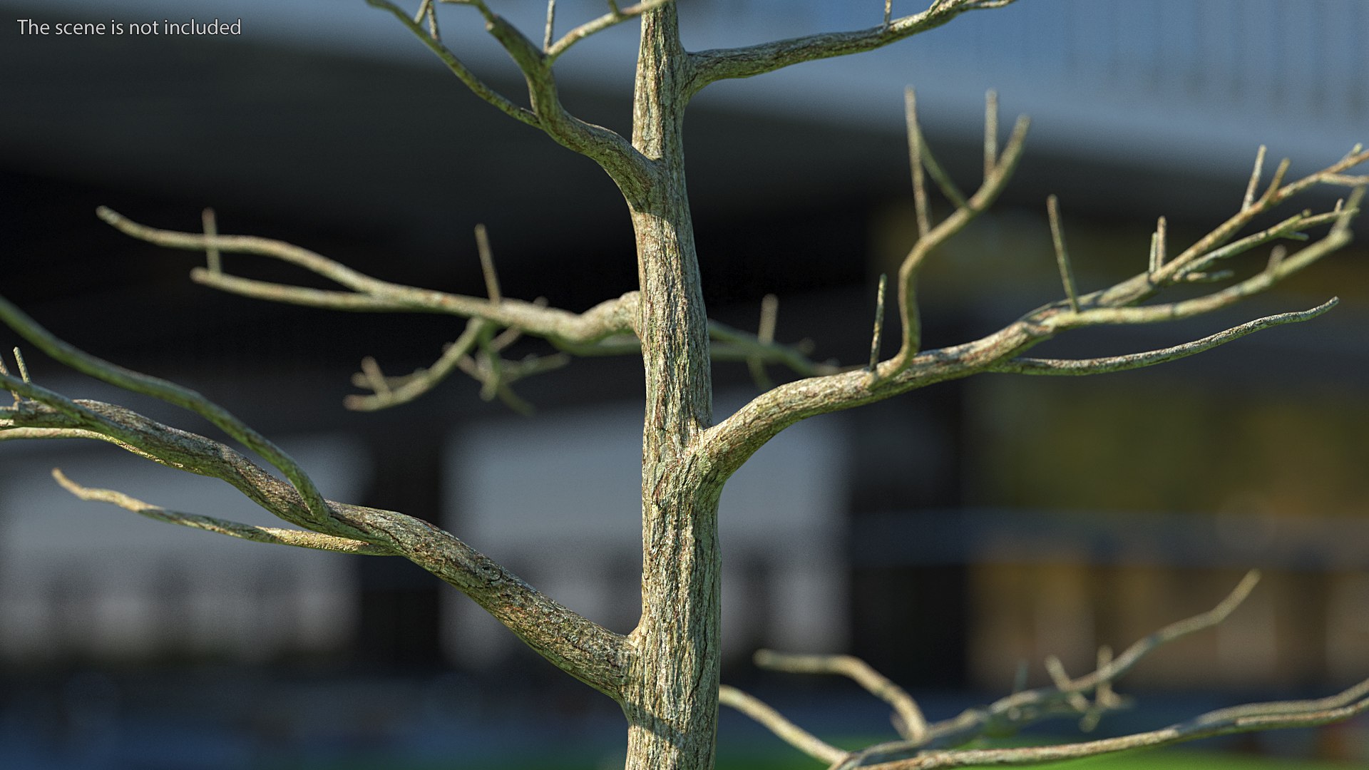 Podocarpus Trunk 3D model https://p.turbosquid.com/ts-thumb/fG/YrT7XC/hq/podocarpustrunkc4dmodel002/jpg/1632164000/1920x1080/fit_q87/40d3e645c5956bce13d3d937fa71d960e365e91d/podocarpustrunkc4dmodel002.jpg