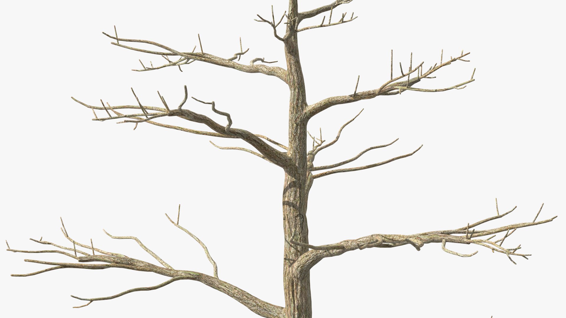 Podocarpus Trunk 3D model https://p.turbosquid.com/ts-thumb/fG/YrT7XC/oT/podocarpustrunkc4dmodel009/jpg/1632164019/1920x1080/fit_q87/189fccdc7af63acc11d9a3460a30d53538b598b9/podocarpustrunkc4dmodel009.jpg