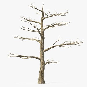 Podocarpus Trunk 3D model