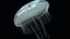 aurelia jellyfish jelly animate 3D model