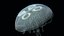 aurelia jellyfish jelly animate 3D model