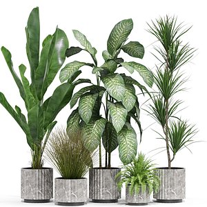 Plants collection 606