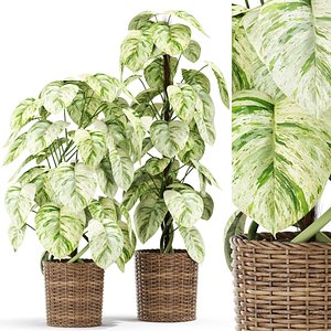 Plants collection 417