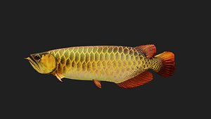 Arowana 3D model