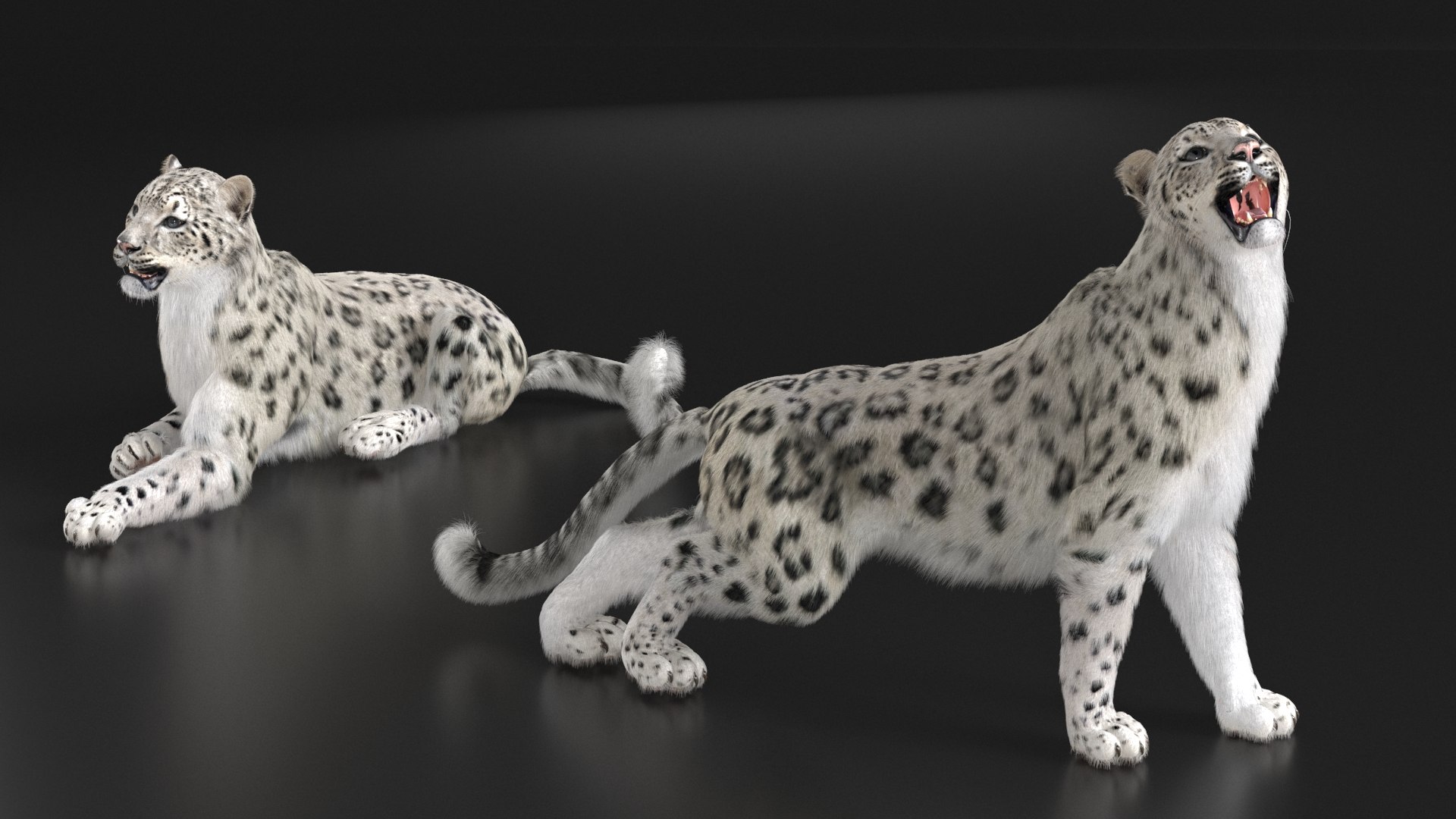 3D Snow Leopard Rigged With Fur Model - TurboSquid 2387098