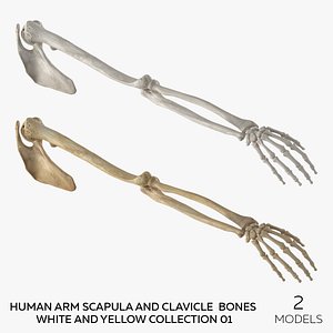 3D Human Arm Scapula and Clavicle Bones White and Yellow Collection 01 - 2 models