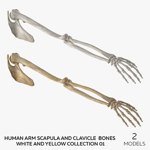 Human Arm Scapula and Clavicle Bones White and Yellow Collection 01 - 2 models