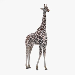 rothschild s giraffe rigged 3D model