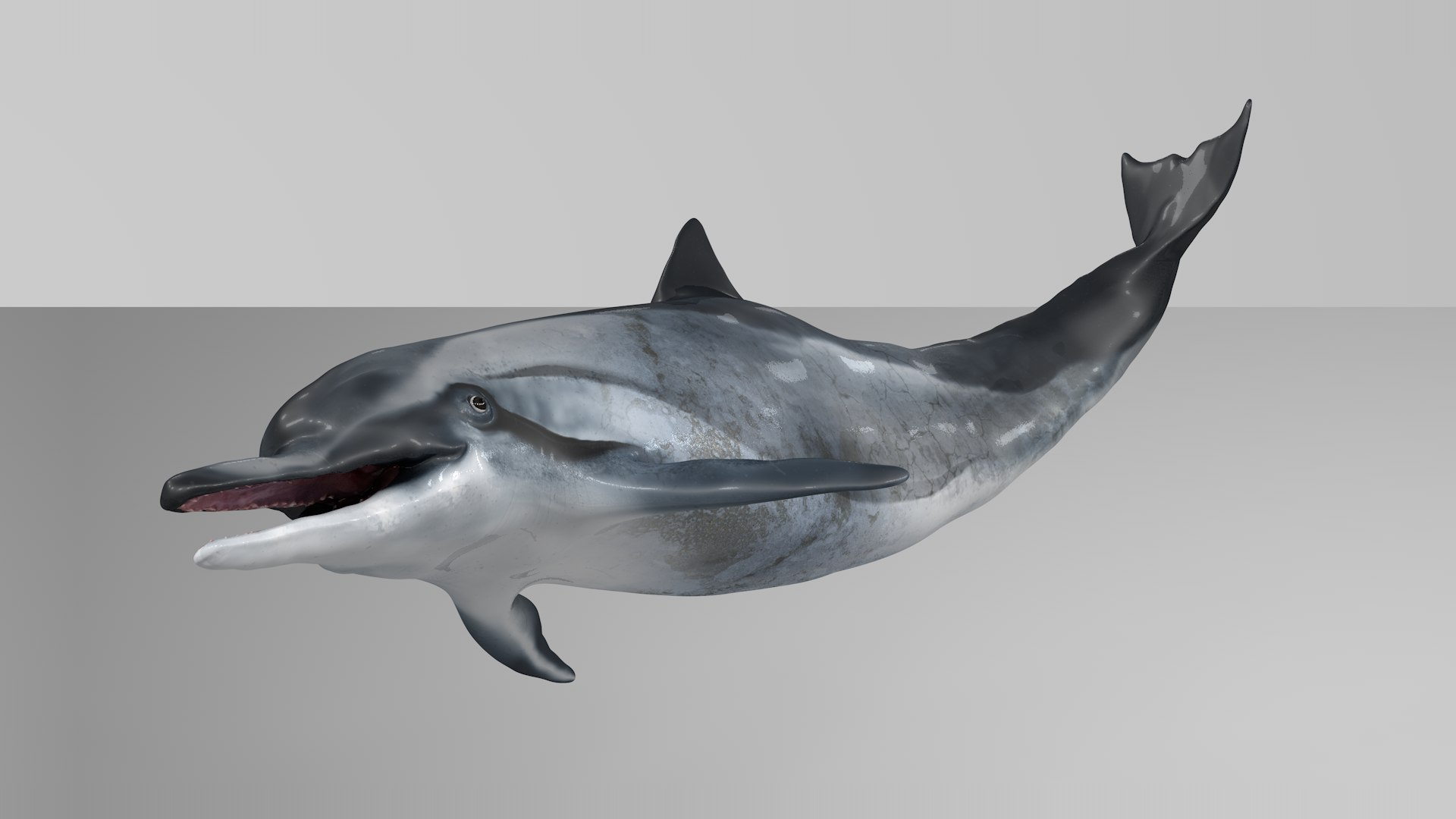 3D dolphin l936 https://p.turbosquid.com/ts-thumb/fG/ug3zGp/OJYFV74i/11/png/1600225362/1920x1080/fit_q87/0d607094eb27a663bfc06e626a66715830717e00/11.jpg