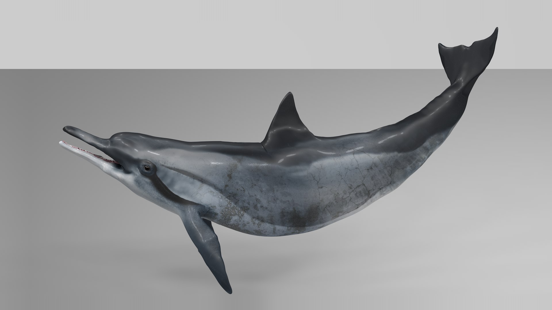 3D dolphin l936 https://p.turbosquid.com/ts-thumb/fG/ug3zGp/VLa2nwyc/07/png/1600225357/1920x1080/fit_q87/7471db508a40c66494136a60ebc52ff9fc48a030/07.jpg