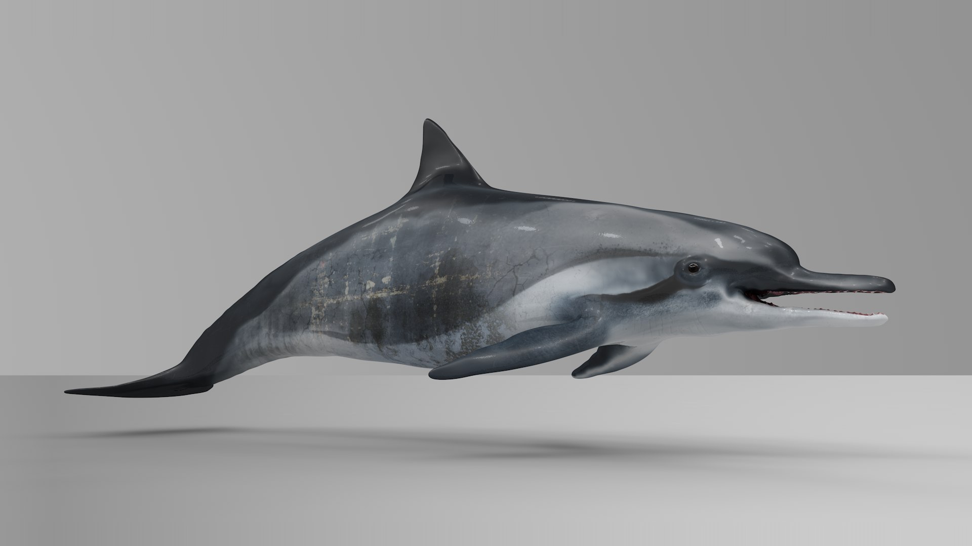3D dolphin l936 https://p.turbosquid.com/ts-thumb/fG/ug3zGp/XPCLACpu/12/png/1600225363/1920x1080/fit_q87/4415b97500b0e9e3306208c519c788e5c3def4a5/12.jpg
