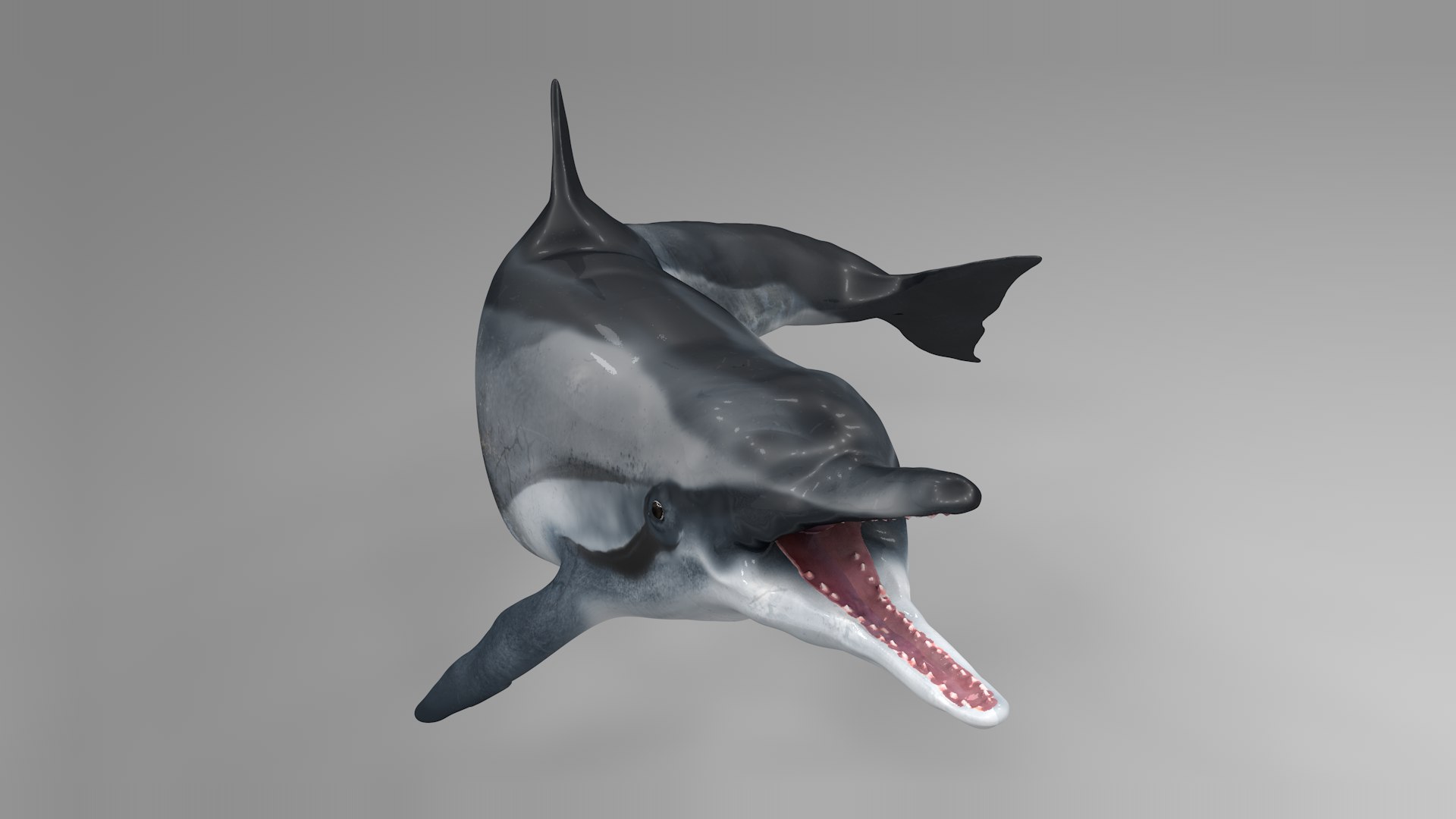 3D dolphin l936 https://p.turbosquid.com/ts-thumb/fG/ug3zGp/Y82V3L8Q/14/png/1600225366/1920x1080/fit_q87/3842063ada6c79ecb93424dc8e846488a48eaa6a/14.jpg