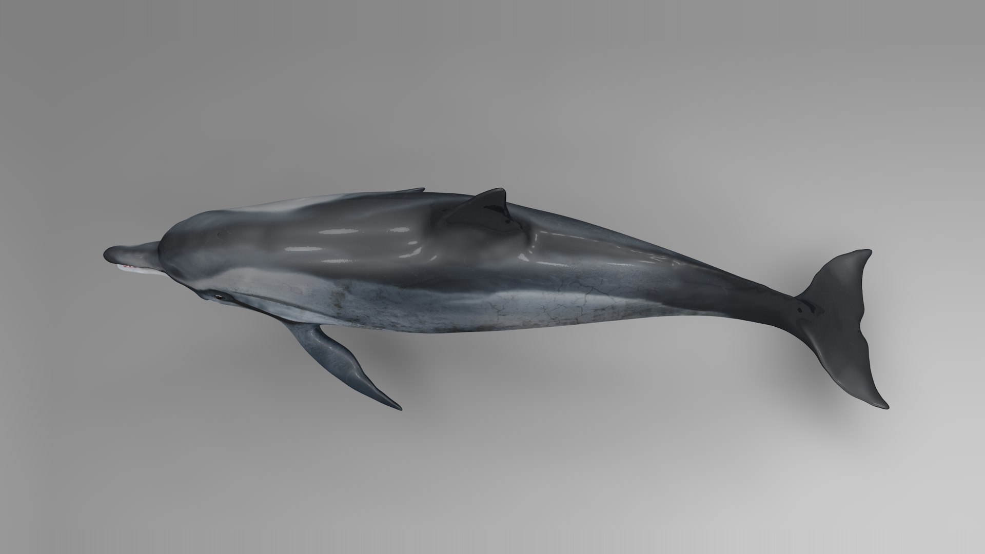 3D dolphin l936 https://p.turbosquid.com/ts-thumb/fG/ug3zGp/ozS5EHfJ/04/png/1600225353/1920x1080/fit_q87/1cb9b4bdadb1002510f3a5a0c2f9f1b6fc8d6422/04.jpg