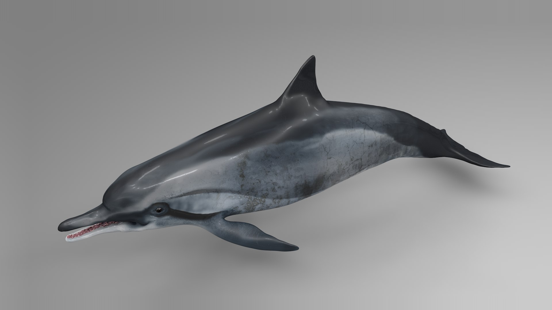 3D dolphin l936 https://p.turbosquid.com/ts-thumb/fG/ug3zGp/yawPUGxa/03/png/1600225353/1920x1080/fit_q87/0a3113dfa0c99cd11501a70d846e7e2122b19774/03.jpg