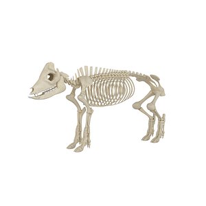 3D pig skeleton