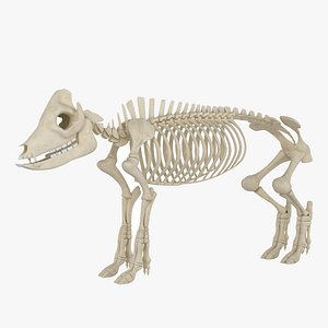 イルカの骨格3Dモデル - TurboSquid 1541883