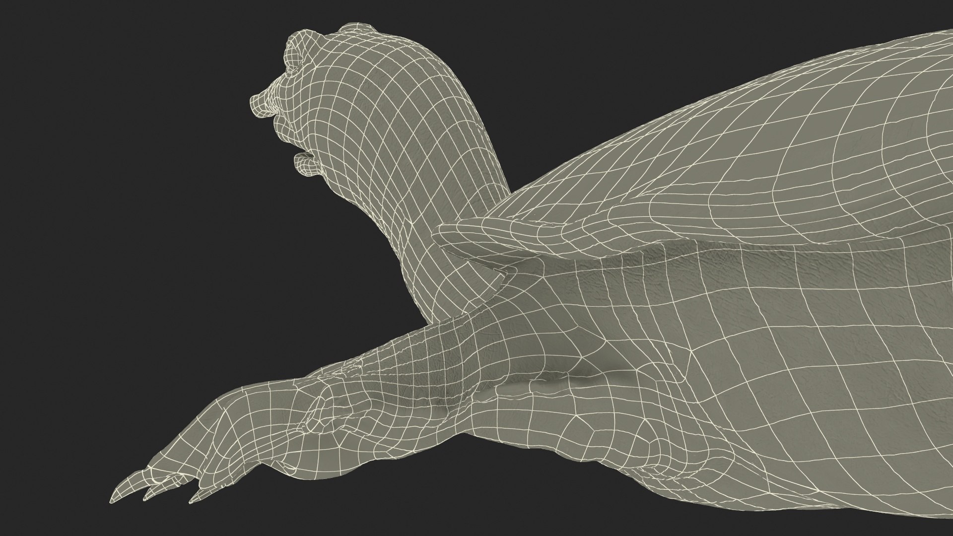 Realistic Chinese Softshell Turtle Rigged 3D Model - TurboSquid 2268855