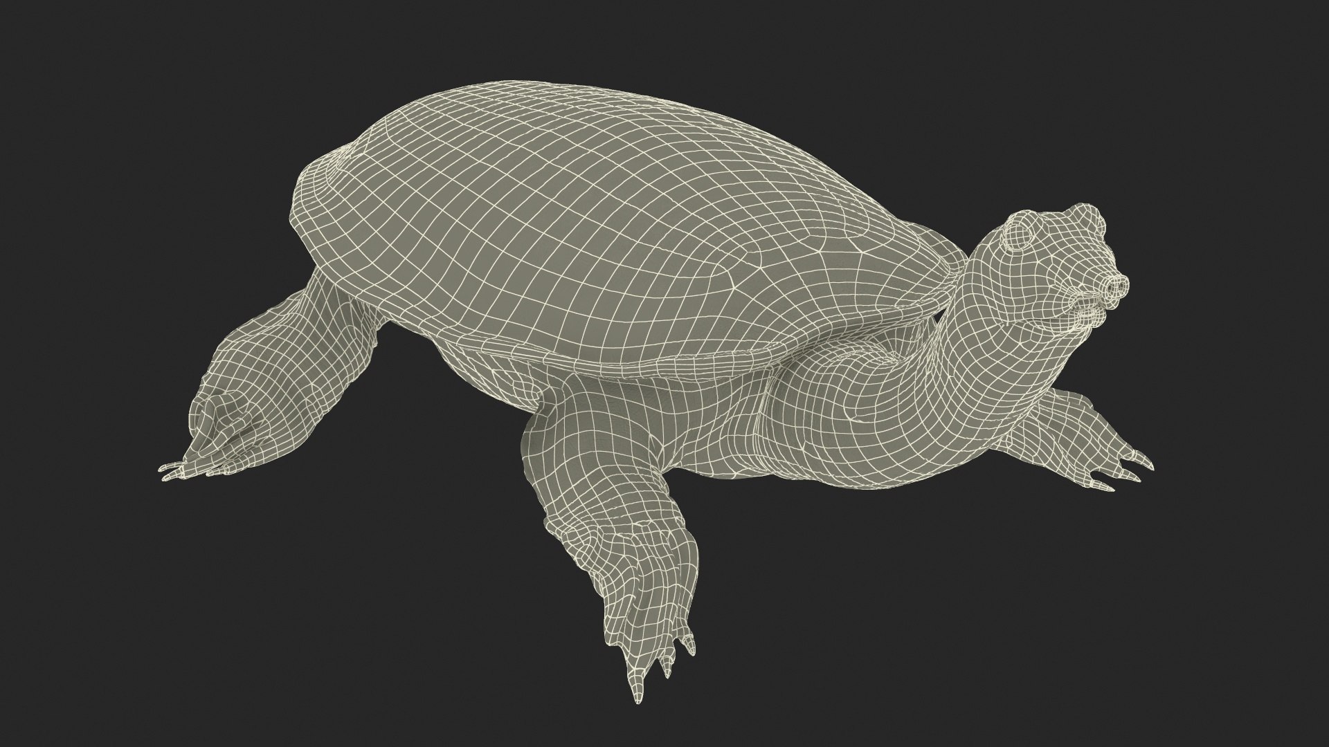 Realistic Chinese Softshell Turtle Rigged 3D Model - TurboSquid 2268855