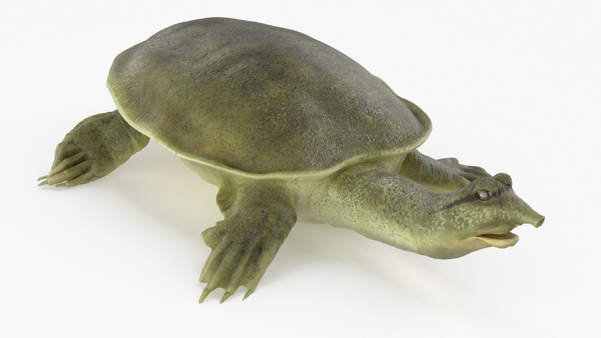 Realistic Chinese Softshell Turtle Rigged 3D Model - TurboSquid 2268855