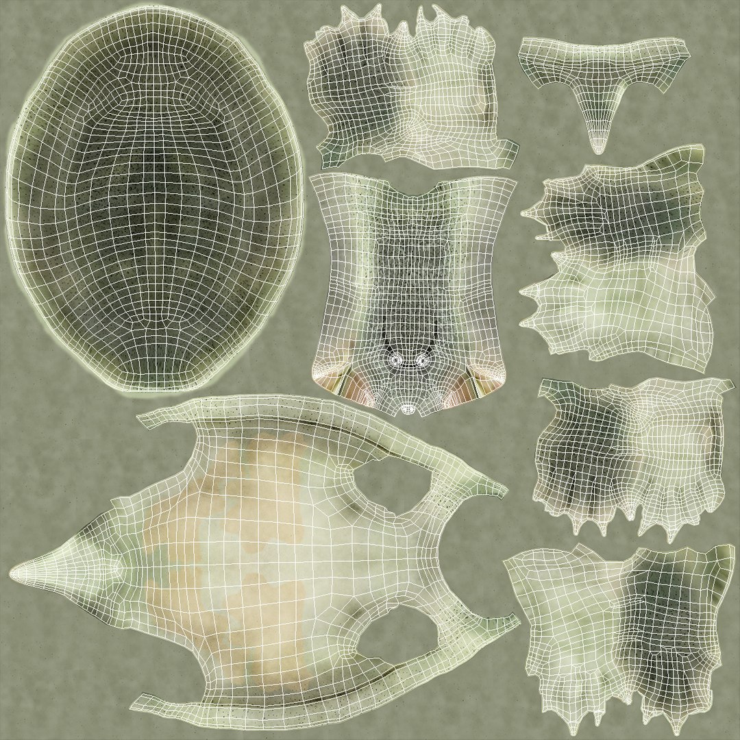 Realistic Chinese Softshell Turtle Rigged 3D Model - TurboSquid 2268855