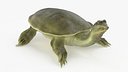 Realistic Chinese Softshell Turtle Rigged
