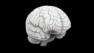 Human Brain Model 3D Print model