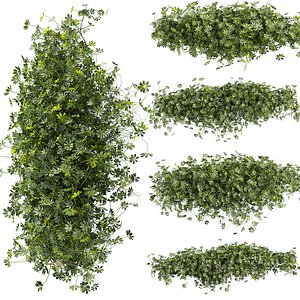 3D plant vol 868 - Outdoor - bush - ivy - Schefflera