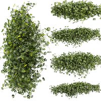 plant vol 868 - Outdoor - bush - ivy - Schefflera
