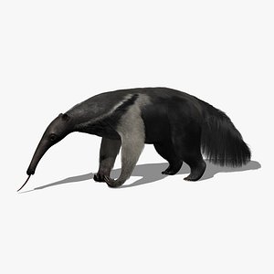 Giant Anteater