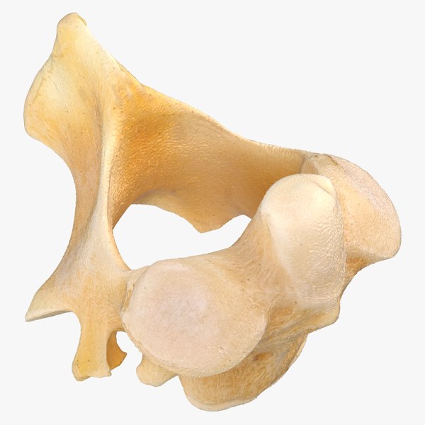 Kangaroo Red Necked Wallaby Cervical Vertebrae C2 Axis(1) 3D