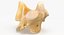 Kangaroo Red Necked Wallaby Cervical Vertebrae C2 Axis(1) 3D