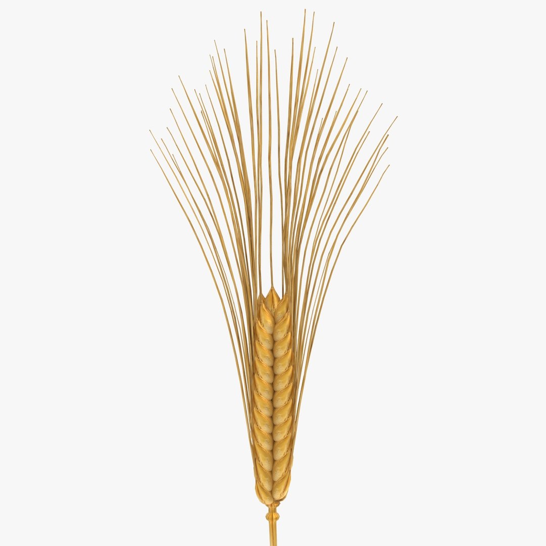 carbohydrates 3 3D https://p.turbosquid.com/ts-thumb/fI/0cByBQ/bigHnC3K/2/jpg/1552323088/1920x1080/fit_q87/5d39397b912593abc4d737ab3ecf3cb6f92e7176/2.jpg