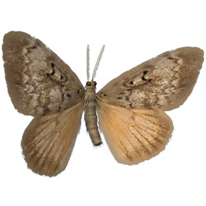 3d model gypsy moth