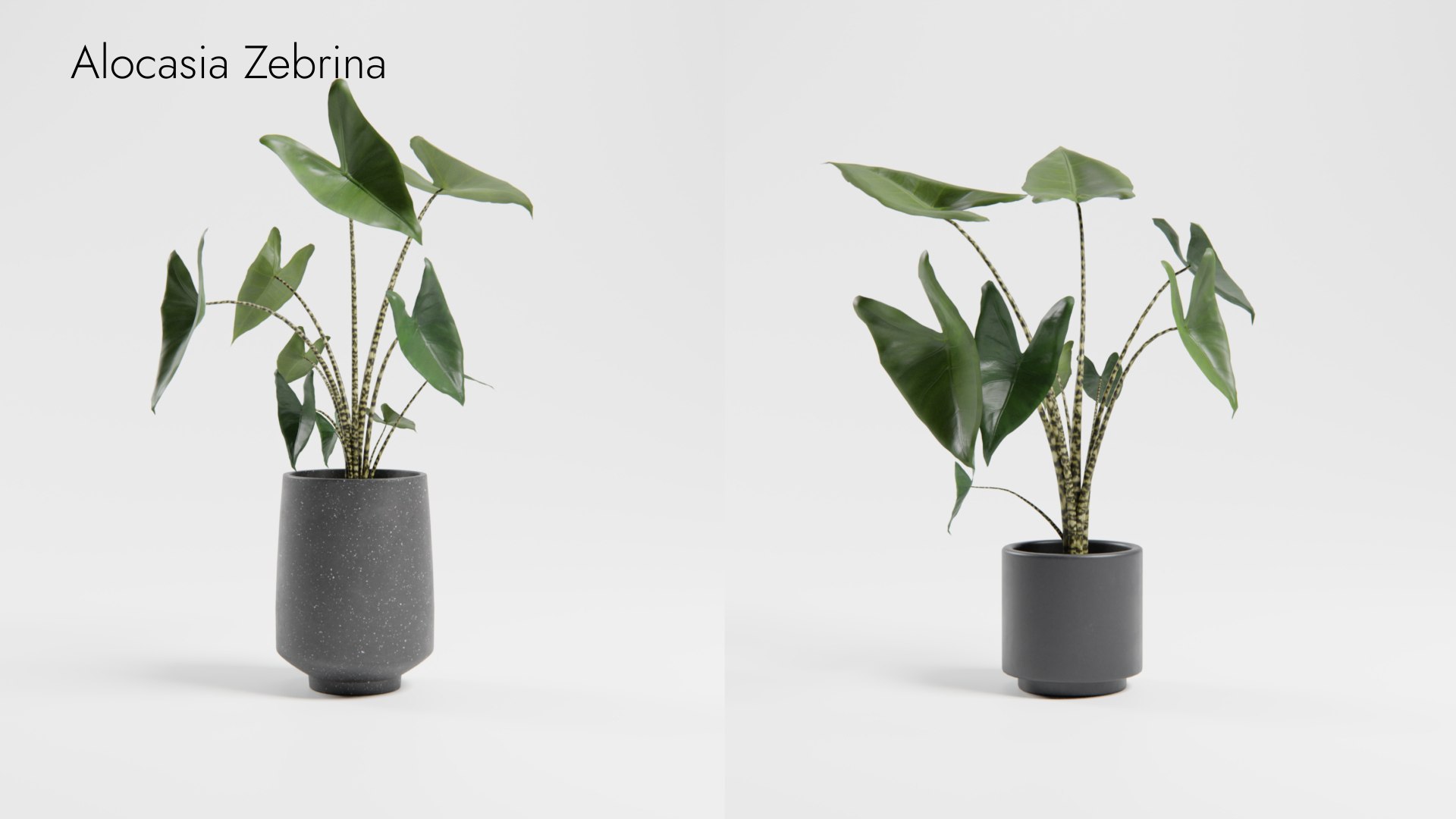 Plant Collection - 50 Models 3D https://p.turbosquid.com/ts-thumb/fI/8rCsqY/1Q/alocasia_zebrina__ts_0000/jpeg/1689392101/1920x1080/fit_q87/65ee074eed9b3c088fda832e0cc380d7d0cd527a/alocasia_zebrina__ts_0000.jpg