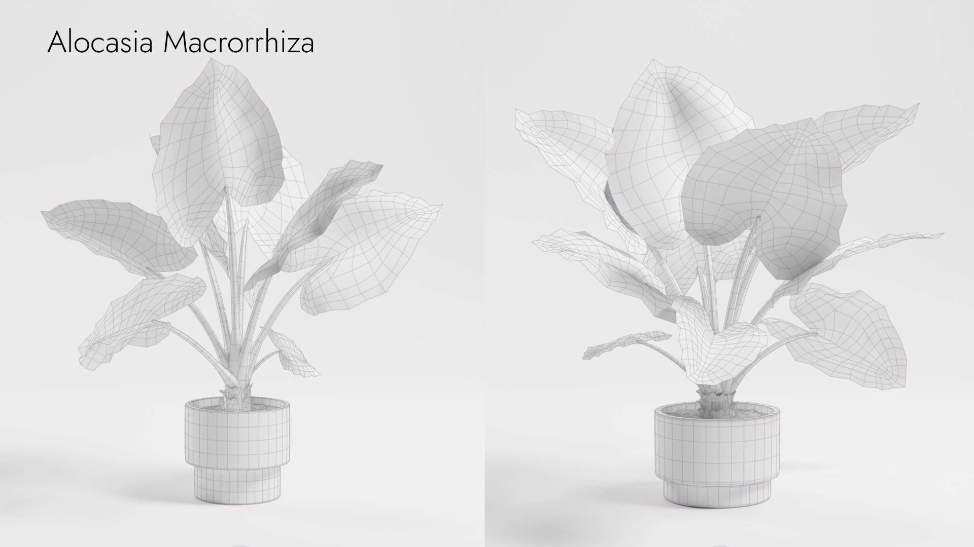 Plant Collection - 50 Models 3D https://p.turbosquid.com/ts-thumb/fI/8rCsqY/3D/alocasia_macrorrhiza_01_wr_ts_0000/jpeg/1689392471/1920x1080/fit_q87/f0b7791528fa56456f960228049e99deb8b18921/alocasia_macrorrhiza_01_wr_ts_0000.jpg