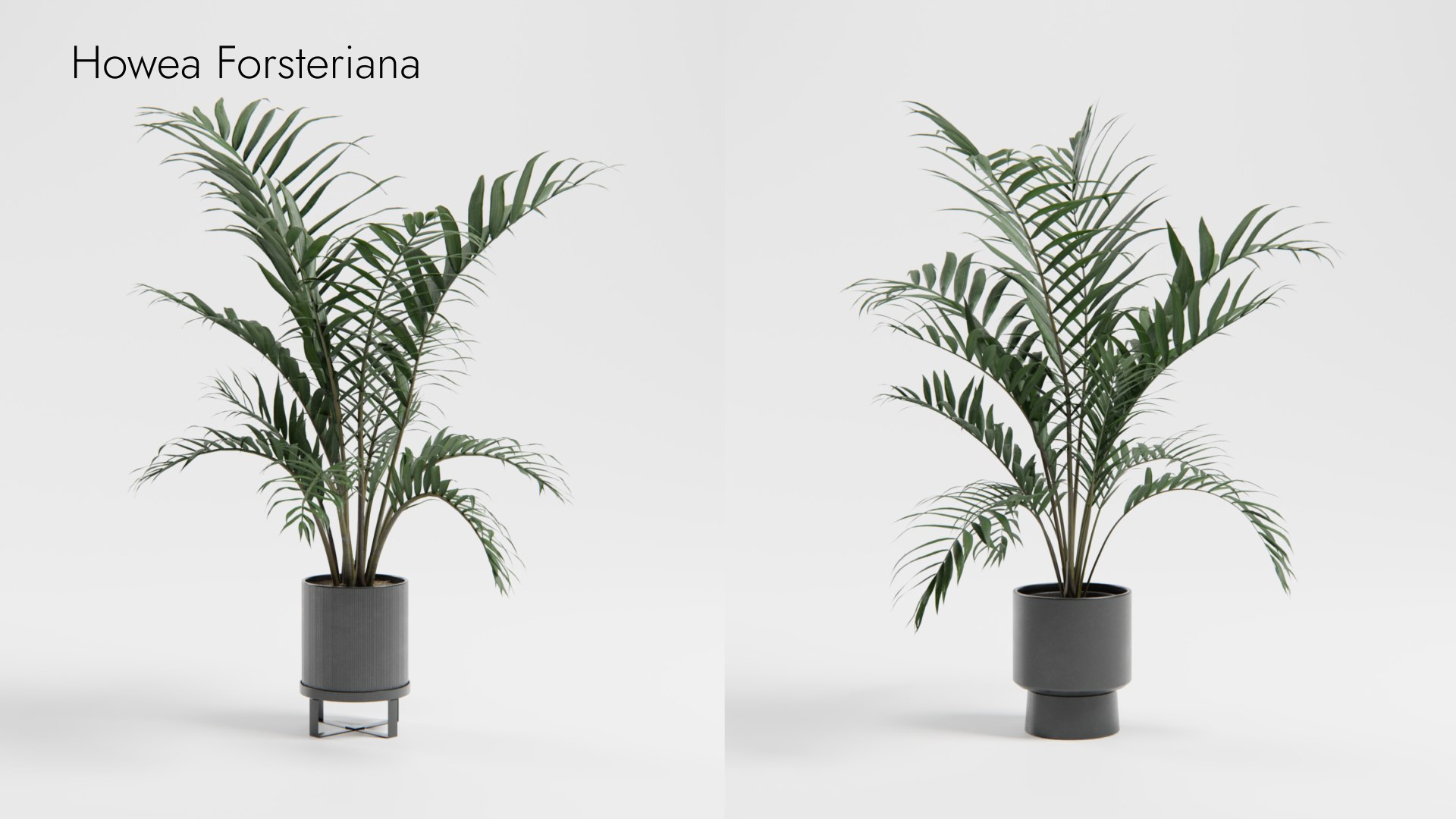 Plant Collection - 50 Models 3D https://p.turbosquid.com/ts-thumb/fI/8rCsqY/3k/howea_forsteriana__ts_0000/jpeg/1689392107/1920x1080/fit_q87/77b45d24140b74d626f94337556e3a4f499fe2b6/howea_forsteriana__ts_0000.jpg