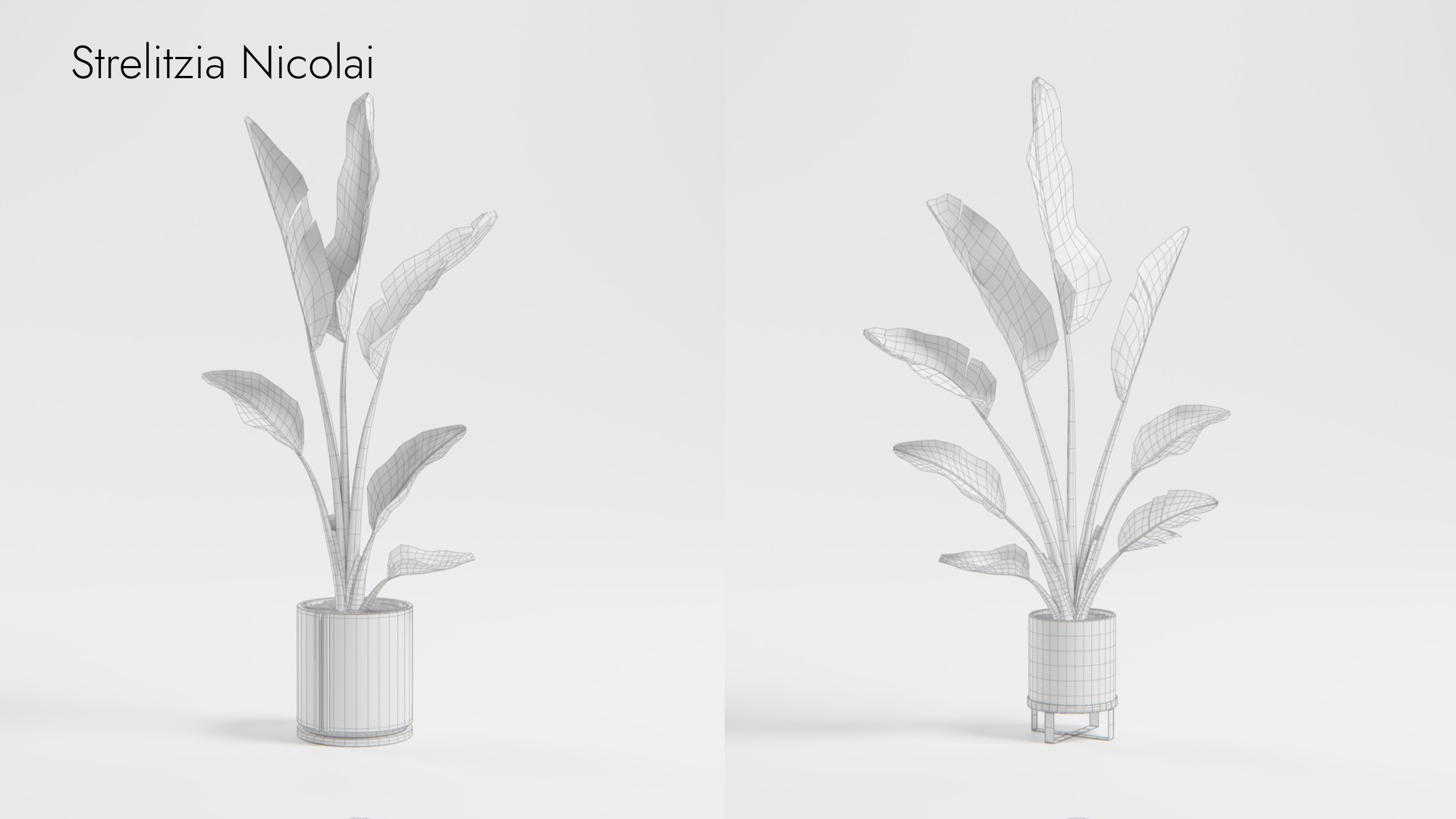 Plant Collection - 50 Models 3D https://p.turbosquid.com/ts-thumb/fI/8rCsqY/6Z/strelitzianicolai_wr_ts_0000/jpeg/1689392481/1920x1080/fit_q87/92dc7829161ada40af519cce41ef2ed3698fd21d/strelitzianicolai_wr_ts_0000.jpg