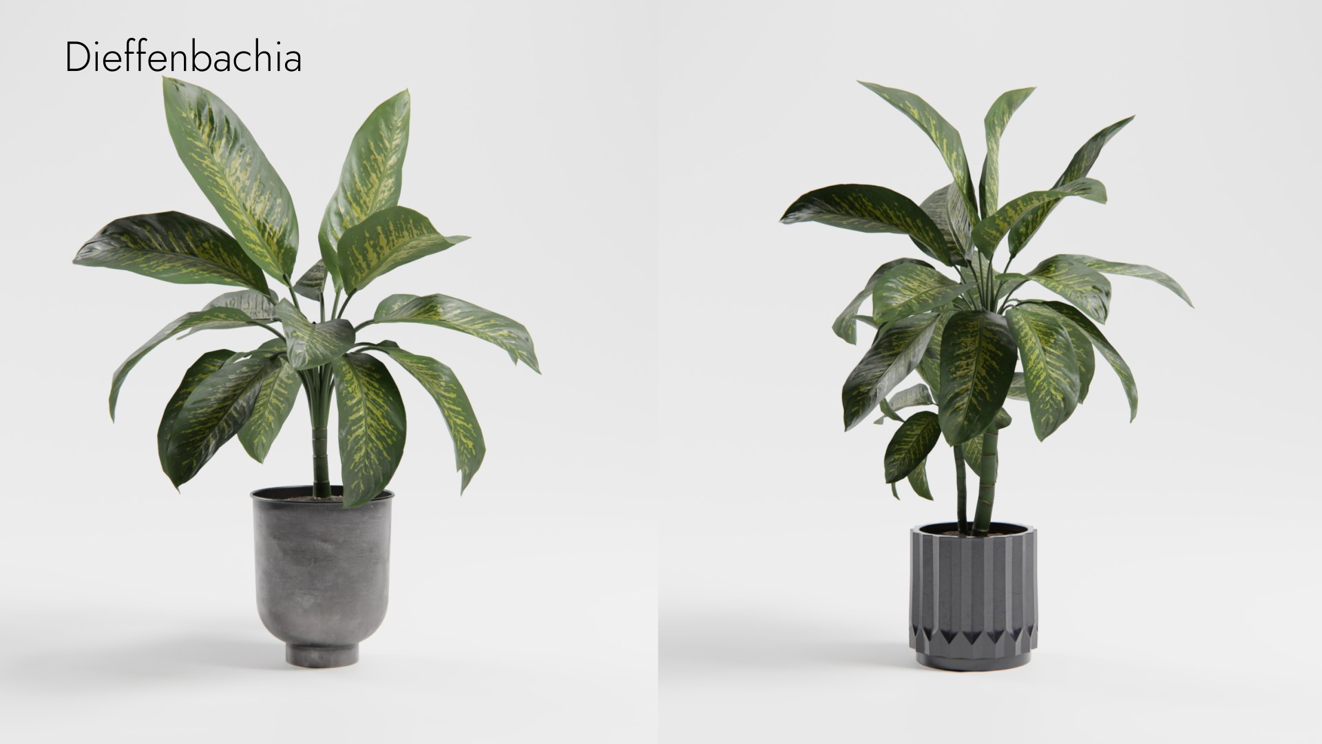 Plant Collection - 50 Models 3D https://p.turbosquid.com/ts-thumb/fI/8rCsqY/Ap/dieffenbachia_01__ts_0000/png/1689392224/1920x1080/fit_q87/b181f200bfd326231f5a749e7f78cb7291589520/dieffenbachia_01__ts_0000.jpg