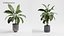 Plant Collection - 50 Models