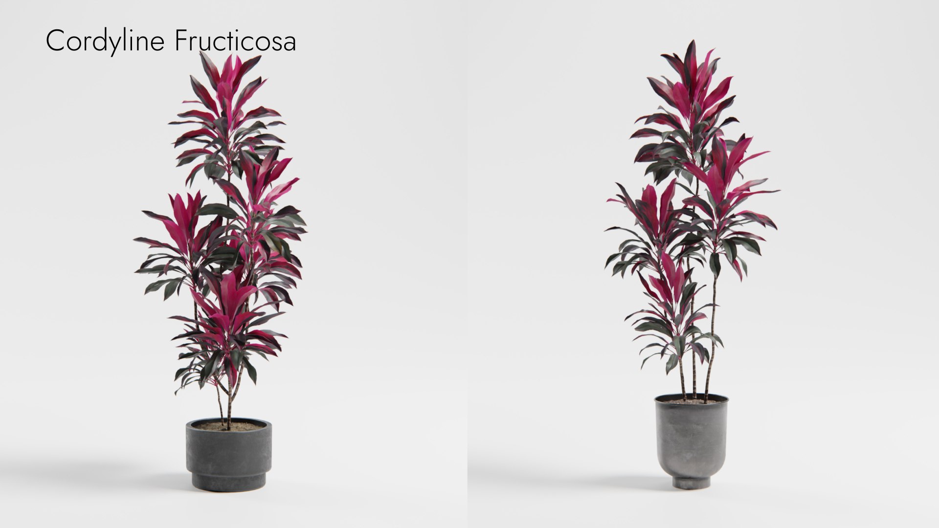 Plant Collection - 50 Models 3D https://p.turbosquid.com/ts-thumb/fI/8rCsqY/EM/cordylinefructicosa__ts_0000/jpeg/1689392104/1920x1080/fit_q87/59a60947fe6451dc19fcc23d15c2b500708fbb97/cordylinefructicosa__ts_0000.jpg