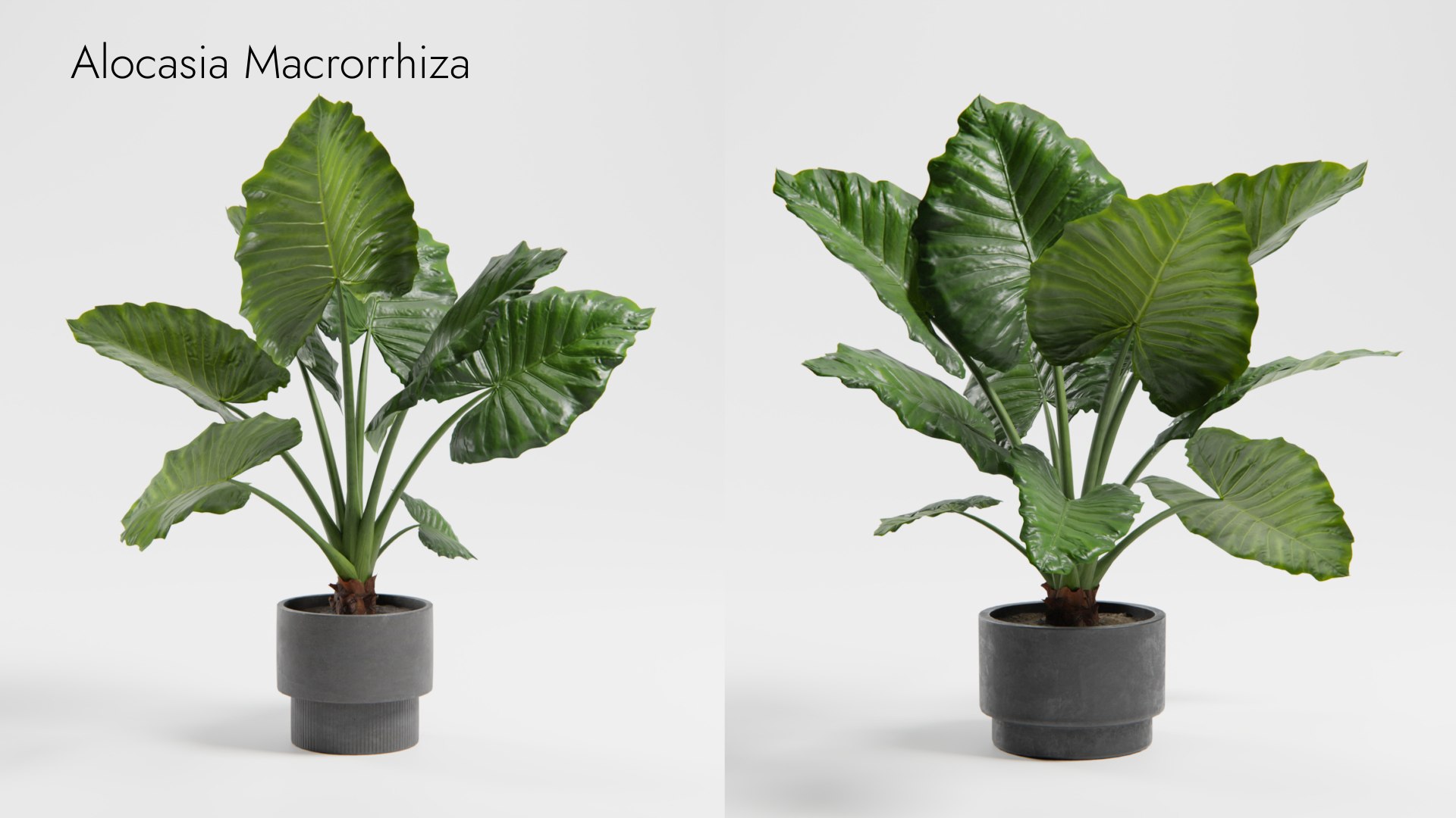 Plant Collection - 50 Models 3D https://p.turbosquid.com/ts-thumb/fI/8rCsqY/Fv/alocasia_macrorrhiza_01__ts_0000/jpeg/1689392100/1920x1080/fit_q87/6de055d094758da26f536f666d92962f1b069f5b/alocasia_macrorrhiza_01__ts_0000.jpg