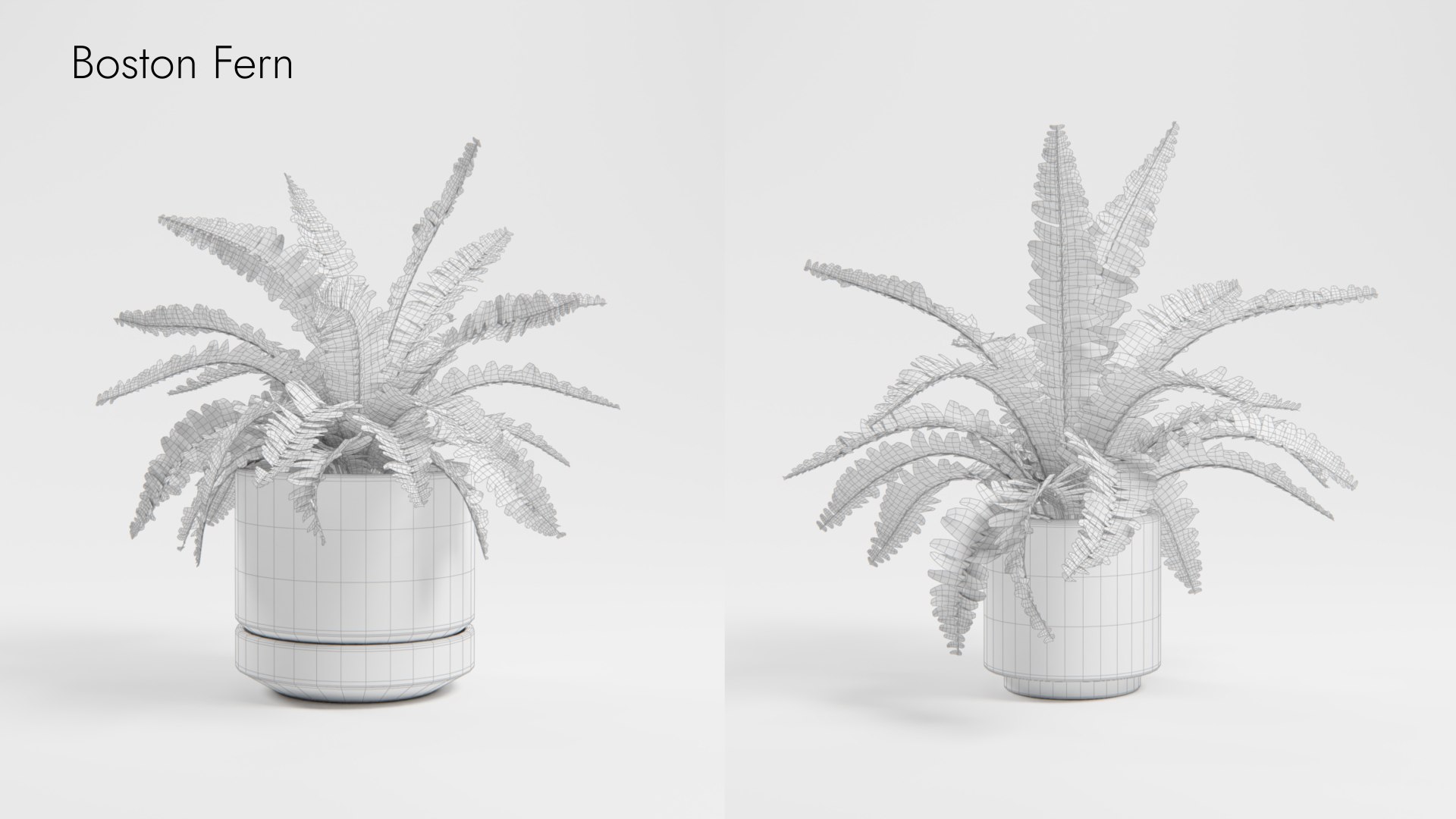 Plant Collection - 50 Models 3D https://p.turbosquid.com/ts-thumb/fI/8rCsqY/GI/boston_fern_wr_ts_0000/jpeg/1689392472/1920x1080/fit_q87/75f2ee2e7c4c7c815c3c106ea3088e56b52172de/boston_fern_wr_ts_0000.jpg