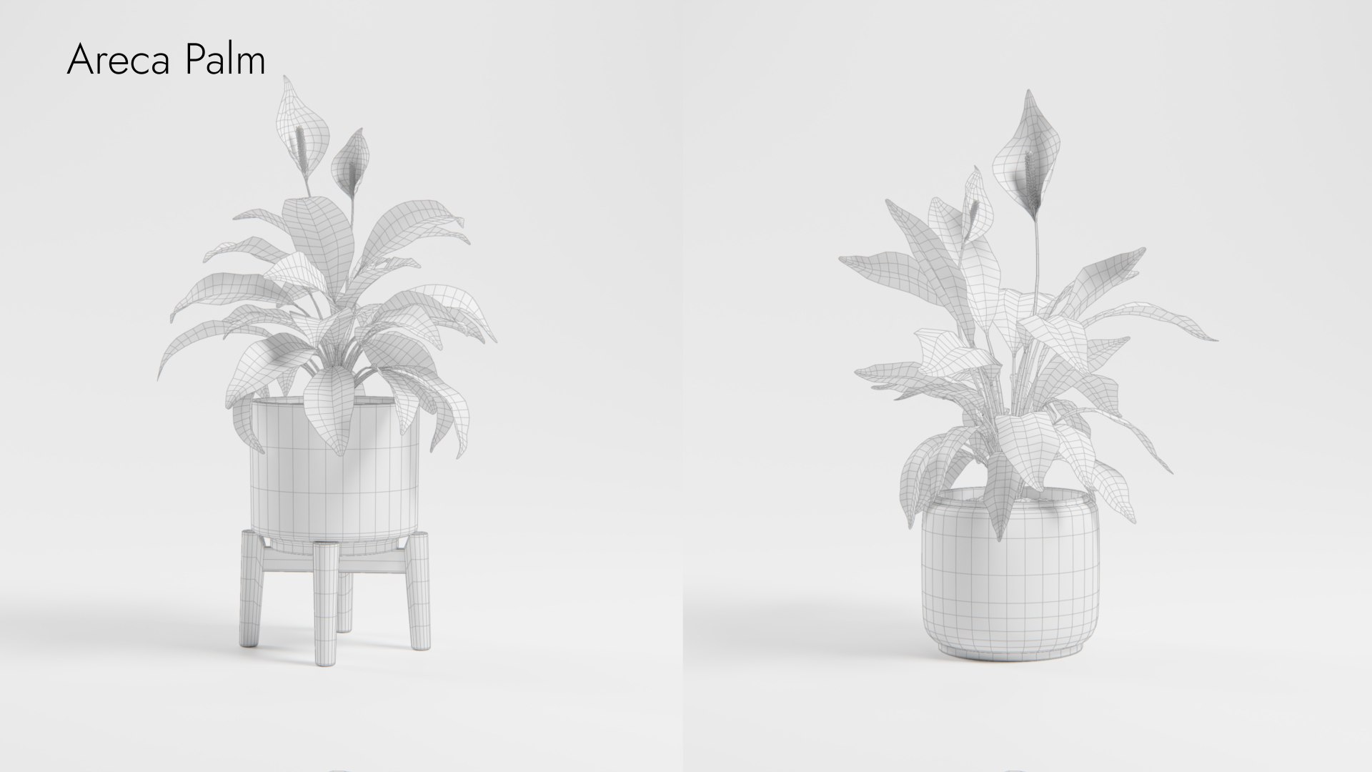 Plant Collection - 50 Models 3D https://p.turbosquid.com/ts-thumb/fI/8rCsqY/Iq/spathiphyllum_01_wr_ts_0000/jpeg/1689392480/1920x1080/fit_q87/a7af8dd02091324a3b5c3324fd4183a5e7972e7e/spathiphyllum_01_wr_ts_0000.jpg
